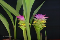 Curcuma angustifolia